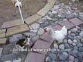 chickens stop fight