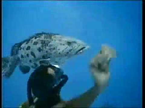 Un Cousteau va revenir plonger et filmer dans les calanques de Marseille