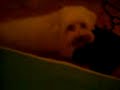 My pet dog Silky having fun!