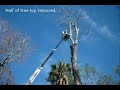 Removal of 85 foot Hickory Tree