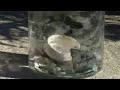 North Pacific Gyre Sample North Pacific Gyre Sample