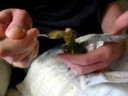 Cockatiel feeding time