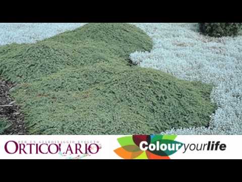 how to fertilize european weeping larch tree