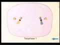 Very amusing meiosis video