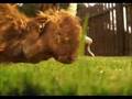 Kozel Lawn Cutting Guys (TV)
