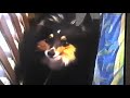 Shetland Sheep Dog Colombo Shetland Sheep Dog Colombo