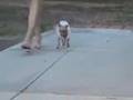 Beverly Hills Chihuahua