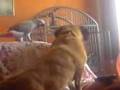 R.I.P ROLY.3gp