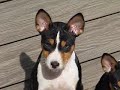 Basenji puppies-last day of winter