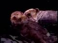 Otters Holding Hands