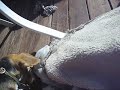 adopted-a-puppy-named-butterscotch.html