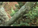 How to ID Aesculus pavia