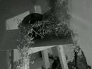 Kartofen - court m�trage