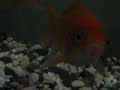 FINEDING AND NIMO FINEDING AND NIMO