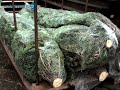 Kindernachrichten: Der Trierer Weihnachtsmarkt