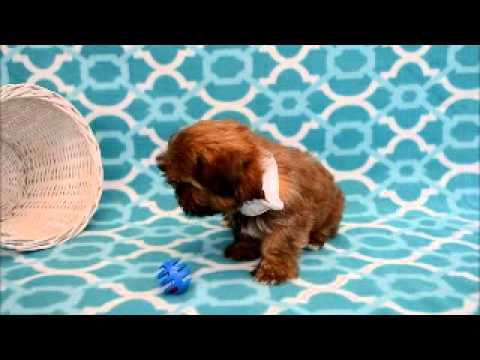 Short clip of curious little Rigley