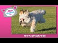 The dog park is an excellent place for a dog to cut loose. It's a place for puppies and old dogs to hang out and run free. In this episode, we follow some dogs enjoying the great outdoors and take a special trip to the Silverlake Dog Park with Lucky. Thanks to everyone who provided cute videos and photos of dogs and parks for this episode: veRoneyca, andromedahonds, annadykema, boxercab, seat850, gymrat5566, walkadog, lenscrack, rosegrant, elfpunk999, michelleans, hockeycrew, mozzarella, RRRussellTerriers, 11783669@N06, kaex88, johnsidc, uncugly, 9372990@N00, churrokily, rickstahr, and Lucky.Check out www.ultrakawaii.com for direct links!