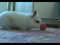 Lionhead rabbit baby plays with ball Lionhead rabbit baby plays with ball
