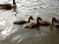 Curious Goslings