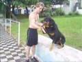 Rottweiler video