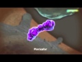 Plerixafor: CXCR4 antagonist