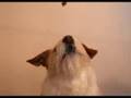 Ben the Wonder Dog in Food Hoover