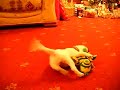 Patch the Jack Russell