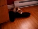 Le chat niaiseux..