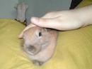 Bunny Album for Raisin