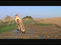 I am more a tree than a man.avi