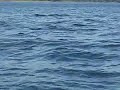 Whales up close and personal in Newfoundland 2010