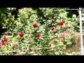 Sony Cyber-shot DSC-H20 Camera Sample Pictures and Video