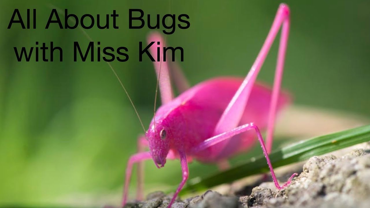 All About Bugs with Miss Kim