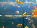 Aquashop,,