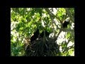 Patriot Flies In On the Left... Lands on Branch