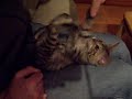 Long-legged Kitten Playing Like a Baby