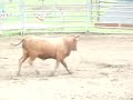 R4 - Yearling Bucking Bull