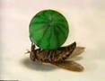 Flies