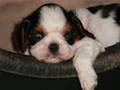 My-new-puppy