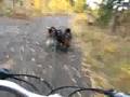 title="Bikejoring