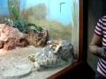 videos de tortoise love