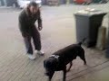 Rottweiler Haat Marokannen