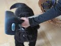 Newfie puppy Peekaboo helps vacuum cleaning