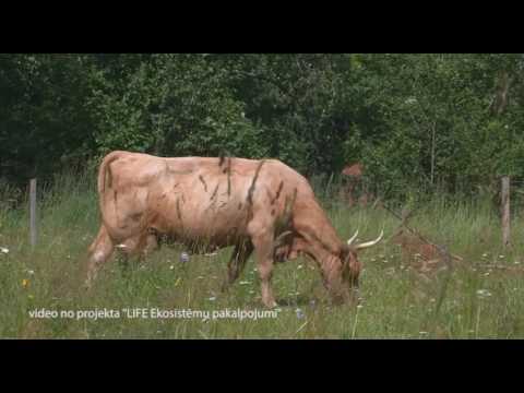 Regional television RE:TV broadcast story about nature capital