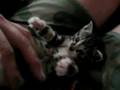 Meet Mittens