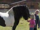 Gypsy Horses Of \"Elite Gypsy Horses\"