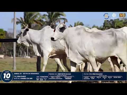 1� DE OLHO NA FAZENDA NELORE SESMARIAS