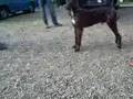 Alano Español video