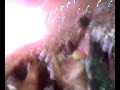 Torcida do Botafogo (Final Taça Rio) Torcida do Botafogo (Final Taça Rio)