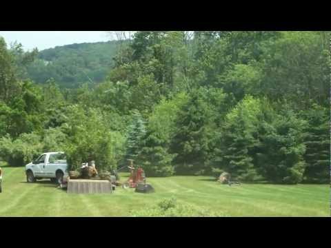 how to transplant a maple tree from the woods